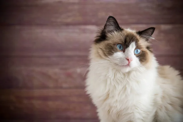 Junge Gesunde Schöne Reinrassige Ragdoll Katze Auf Holzgrund — Stockfoto