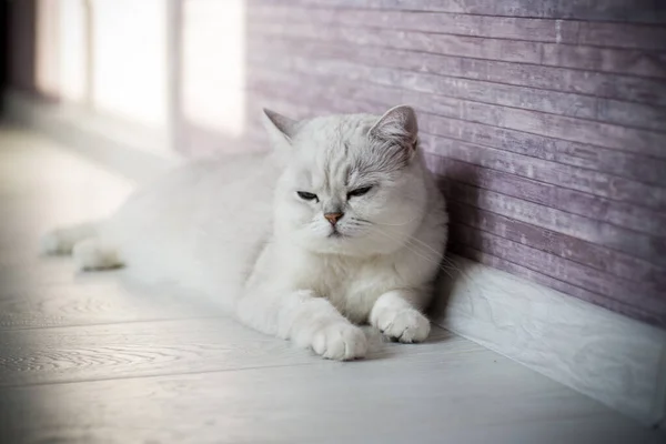 Yetişkin Kedi Şeceresi Skoç Çinçillası — Stok fotoğraf