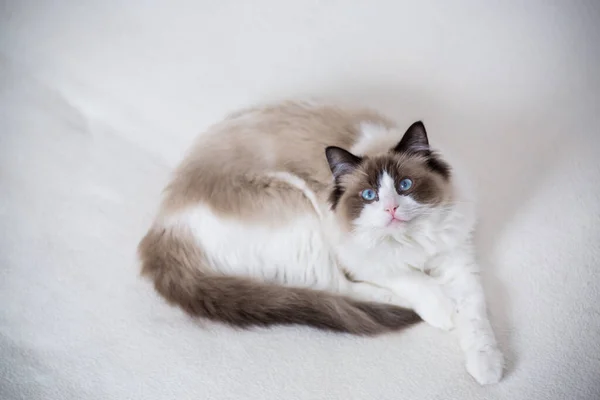 Jovem Saudável Bonito Puro Sangue Ragdoll Gato Casa — Fotografia de Stock