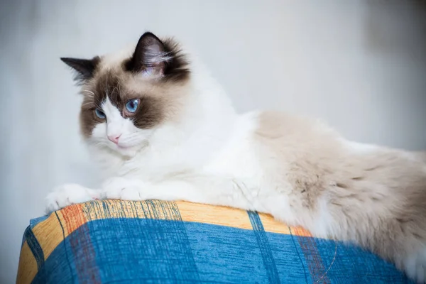 Jonge Gezonde Mooie Rasechte Ragdoll Kat Thuis — Stockfoto