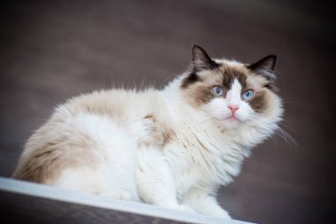 Genç, sağlıklı, güzel, safkan Ragdoll kedisi, evinde.