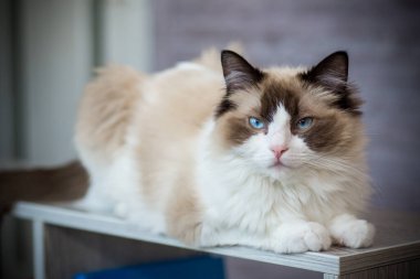 Genç, sağlıklı, güzel, safkan Ragdoll kedisi, evinde.