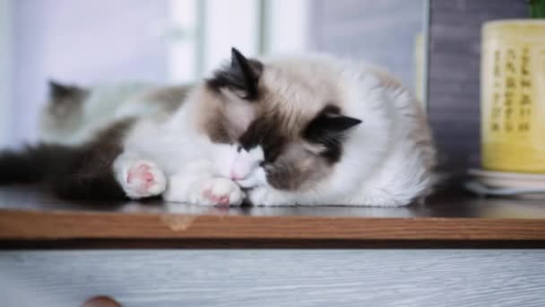 Joven hermosa pura raza Ragdoll gato en casa — Vídeo de stock