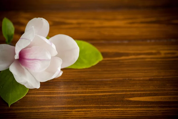 Una Flor Rosa Una Rama Magnolia Floreciente Cerca Una Mesa —  Fotos de Stock