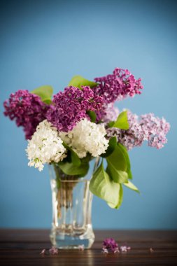 Mavi arka planda izole edilmiş vazoda çiçek açan farklı bahar leylaklarından bir buket.