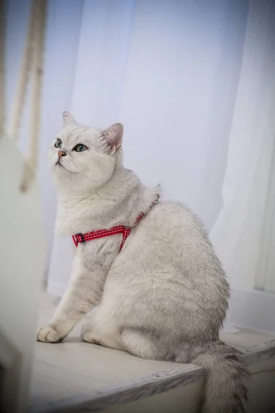 Adulto Gato Crianza Escocés Chinchilla Con Recta Orejas Rojo Correa — Foto de Stock