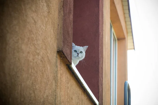 Gato Chinchilla Escocés Con Orejas Rectas Sienta Alféizar Ventana Aire — Foto de Stock