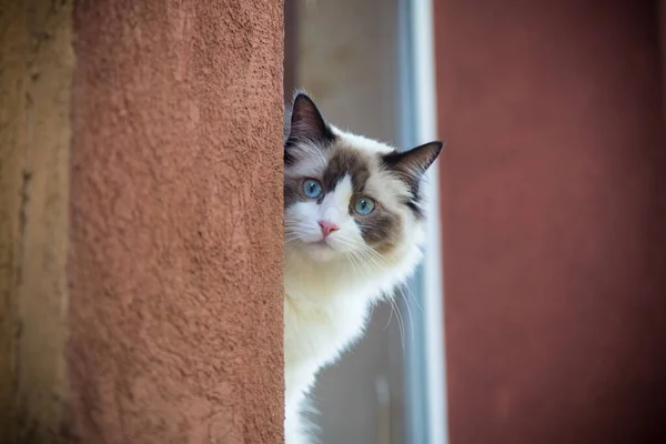 Beautiful Young Cat Ragdoll Breed Windowsill Watching Street — Stock Photo, Image