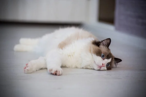 Giovane Sano Bel Gatto Ragdoll Razza Pura Casa — Foto Stock