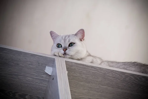 Erwachsene Katze Stammbaum Schottische Chinchilla Gerade Ohren Hause Stockbild