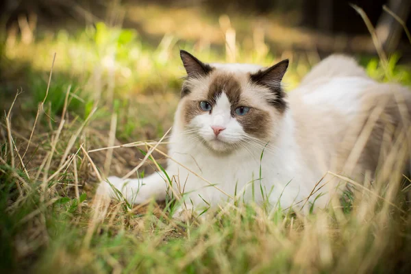 Belo Gato Jovem Raça Ragdoll Caminha Rua Livre — Fotografia de Stock