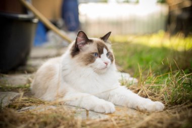 Ragdoll cinsinin güzel genç kedisi sokakta, dışarıda yürüyor.