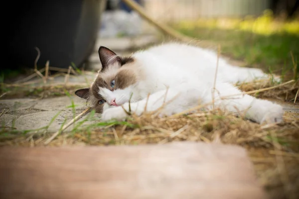 ラグドール種の美しい若い猫が屋外で通りを歩きます — ストック写真