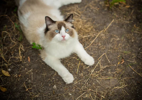 ラグドール種の美しい若い猫が屋外で通りを歩きます — ストック写真