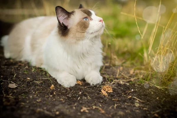 ラグドール種の美しい若い猫が屋外で通りを歩きます — ストック写真