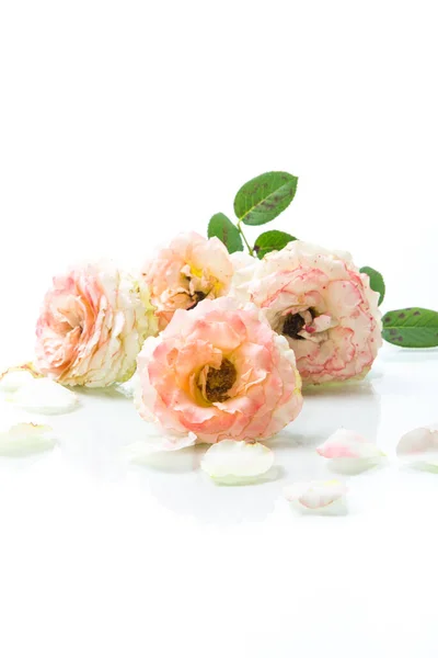 Bouquet Beautiful Roses Isolated White Background — Stock Photo, Image