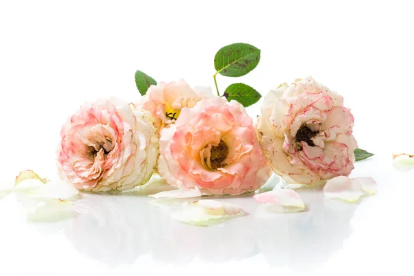 Beyaz Arka Planda Izole Edilmiş Güzel Güller — Stok fotoğraf
