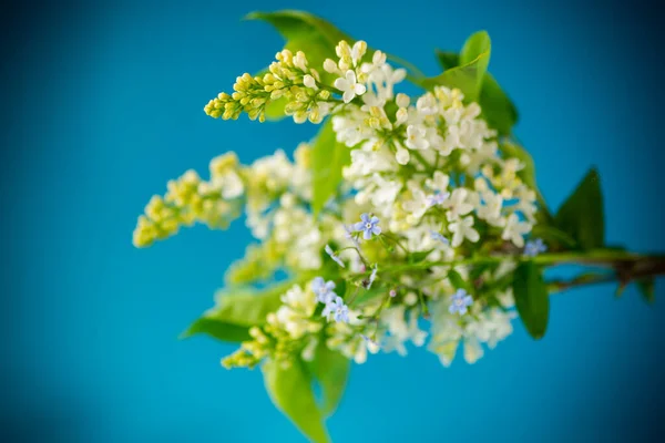 Bouquet Primavera Fioritura Lilla Bianca Sfondo Blu — Foto Stock