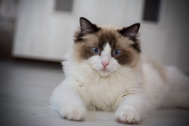 Genç, sağlıklı, güzel, safkan Ragdoll kedisi, evinde.