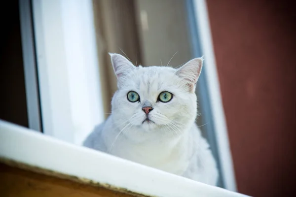 Gato Chinchilla Escocés Con Orejas Rectas Sienta Alféizar Ventana Aire — Foto de Stock