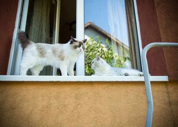 2匹の血統の猫ラグドールとスコティッシュ チンチラが窓辺に座って通りを見ます — ストック写真