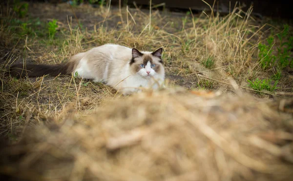 Beautiful Young Cat Ragdoll Breed Walks Street Outdoors — Stock Photo, Image