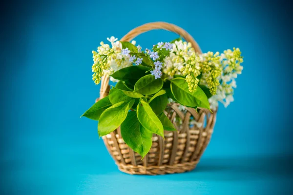 Bukiet Wiosny Kwitnący Biały Liliowy Niebieskim Tle — Zdjęcie stockowe