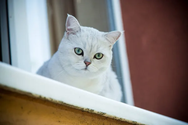 Schottische Chinchilla Katze Mit Geraden Ohren Sitzt Der Frischen Luft — Stockfoto