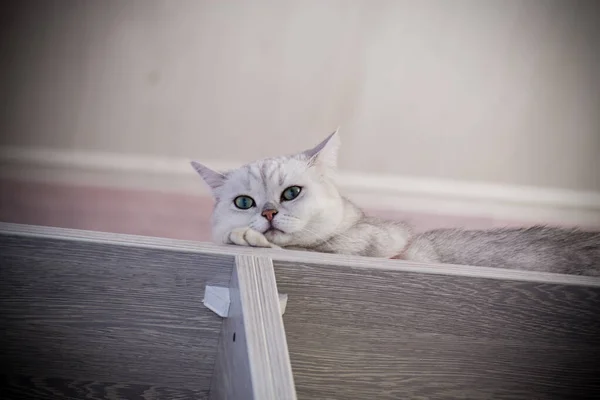 成年猫科动物苏格兰金丝雀直耳 — 图库照片