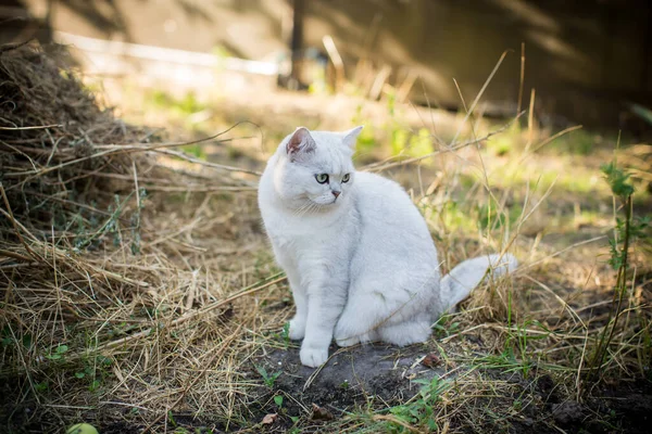 Cincilla Gatto Scozzese Con Orecchie Dritte Cammina Strada All Aperto — Foto Stock