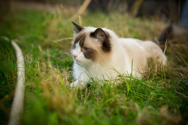 Piękny Młody Kot Rasy Ragdoll Spacery Ulicy Zewnątrz — Zdjęcie stockowe