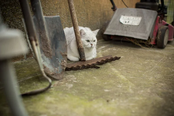 Scottish Cat Chinchilla Straight Ears Walks Street Hiding Rake — Stock Photo, Image