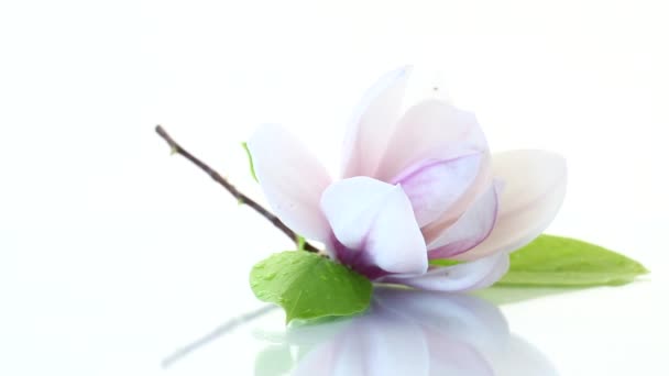 One Pink Flower Branch Blooming Magnolia Close Isolated White Background — Stock Video