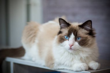 Genç, sağlıklı, güzel, safkan Ragdoll kedisi, evinde.