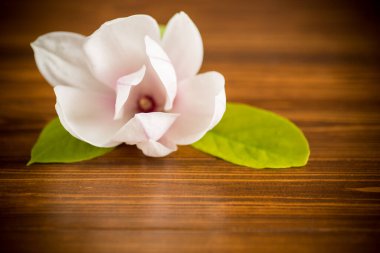 Çiçek açan manolya dalında bir pembe çiçek, ahşap bir masada yakın plan.