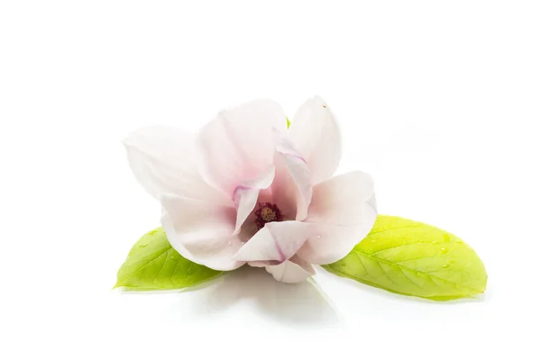 Una Flor Rosa Una Rama Magnolia Floreciente Cerca Aislada Sobre — Foto de Stock