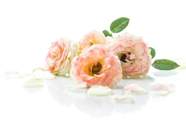 하얀 꽃에 고립된 아름다운 장미 꽃다발 — 스톡 사진