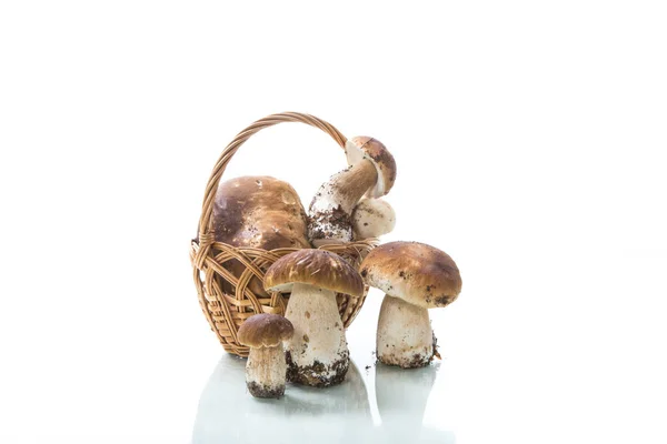 一篮子新鲜收获的森林蘑菇 — 图库照片