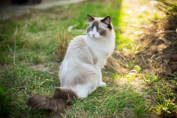 Belo gato jovem da raça Ragdoll caminha ao ar livre — Fotografia de Stock