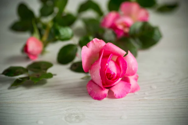 Rosa belas rosas de verão na mesa de madeira — Fotografia de Stock