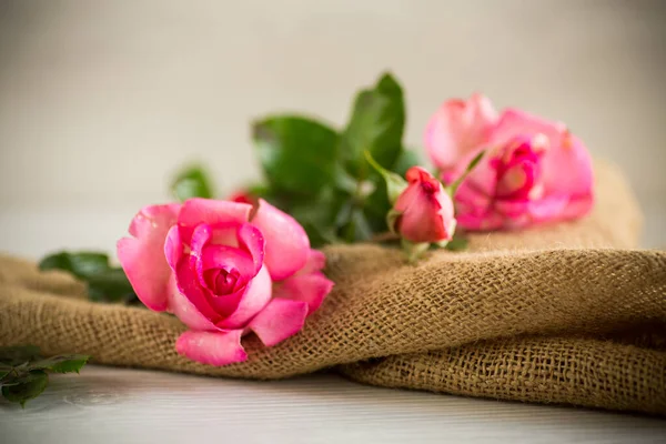 Rosa belas rosas de verão na mesa de madeira — Fotografia de Stock