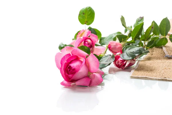 Rosa hermosas rosas de verano aisladas en blanco — Foto de Stock