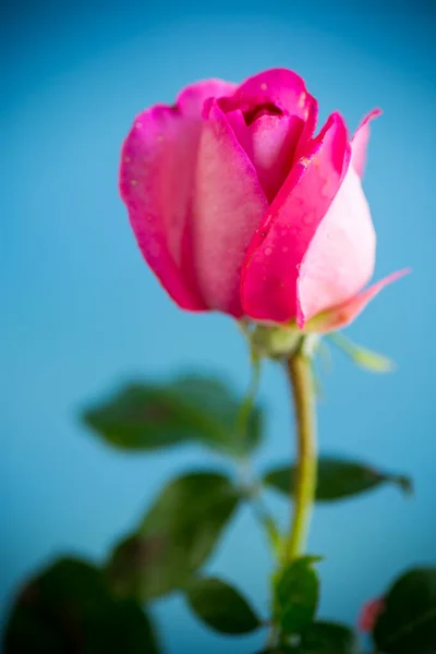 Rosa hermosas rosas de verano aisladas en azul —  Fotos de Stock