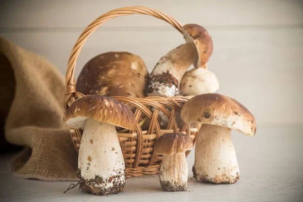 Amontoado de cogumelos florestais frescos colhidos na cesta Fotos De Bancos De Imagens