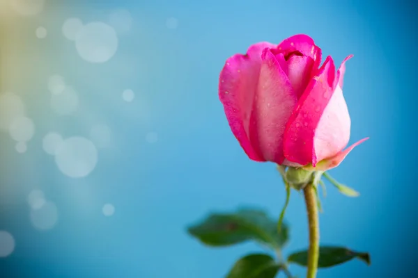 Ροζ όμορφα τριαντάφυλλα του καλοκαιριού σε αφηρημένο φόντο — Φωτογραφία Αρχείου
