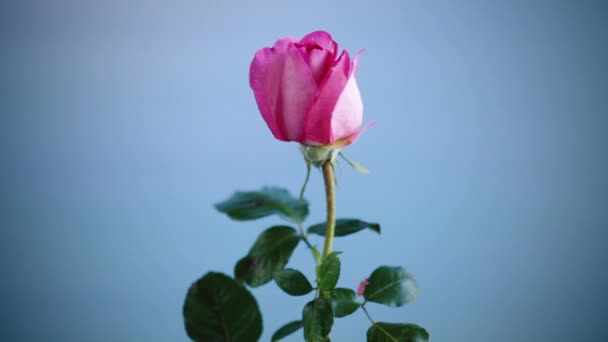 Rosa vackra sommarrosor isolerade på blått — Stockvideo