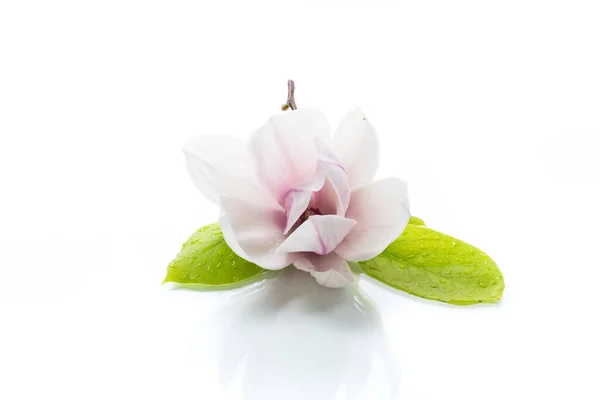 Un fiore rosa su un ramo di magnolia in fiore da vicino — Foto Stock