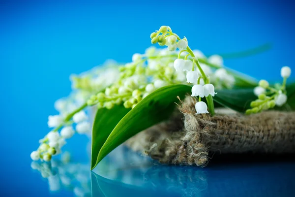 Giglio della valle — Foto Stock