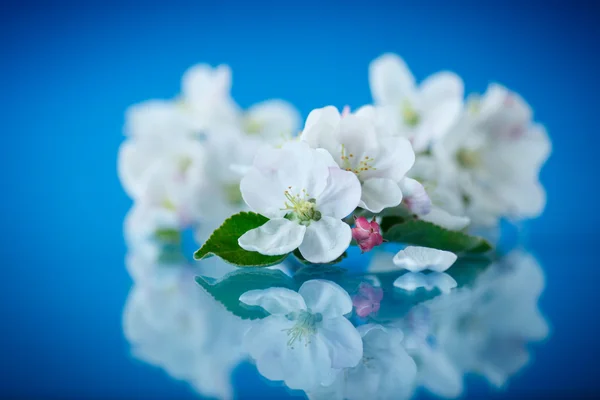 Elma ağaçlarının çiçek — Stok fotoğraf