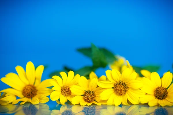 ดอกเดซี่สีเหลือง — ภาพถ่ายสต็อก